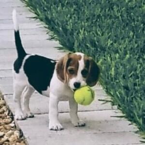 Meet your Posher, Melissa